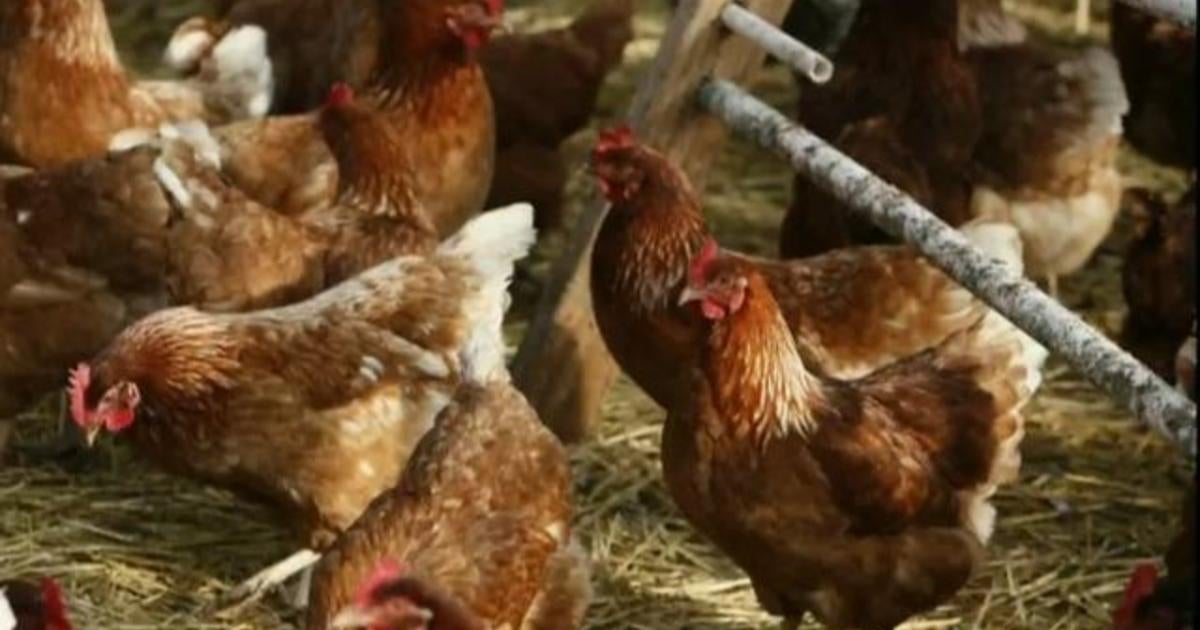 Nach Angaben der Behörden wurde in Georgien die Vogelgrippe in kommerziellen Geflügelbeständen festgestellt